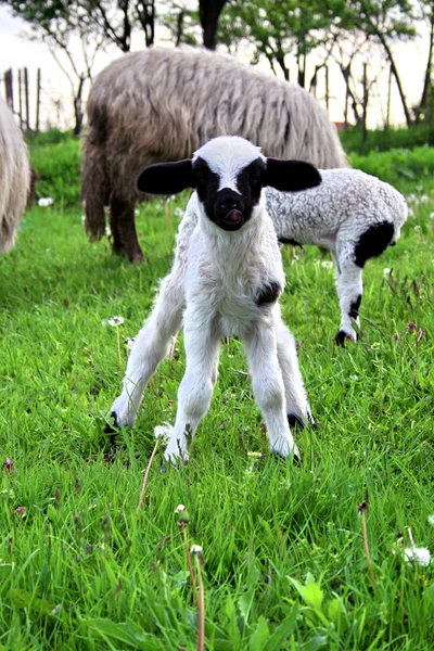 Little Lamb Animal