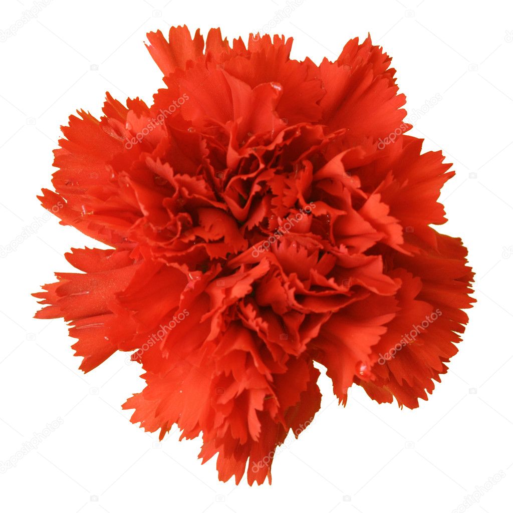 Red Carnation Images