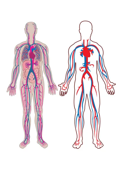 structure of arteries veins and. From body arteries, veins