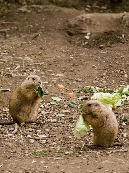 Prairie dogs feeding on salad