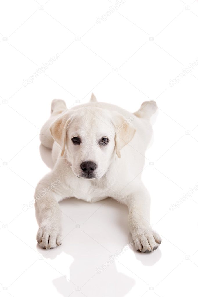 White Baby Labrador