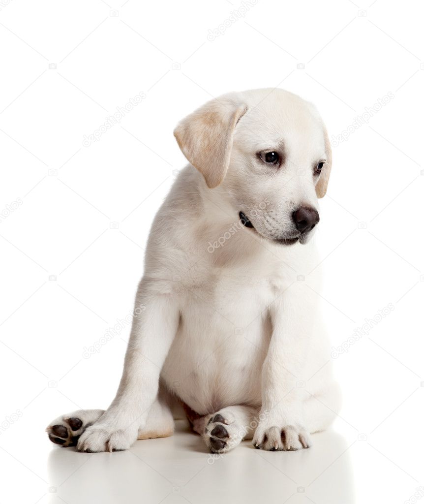 White Baby Labrador