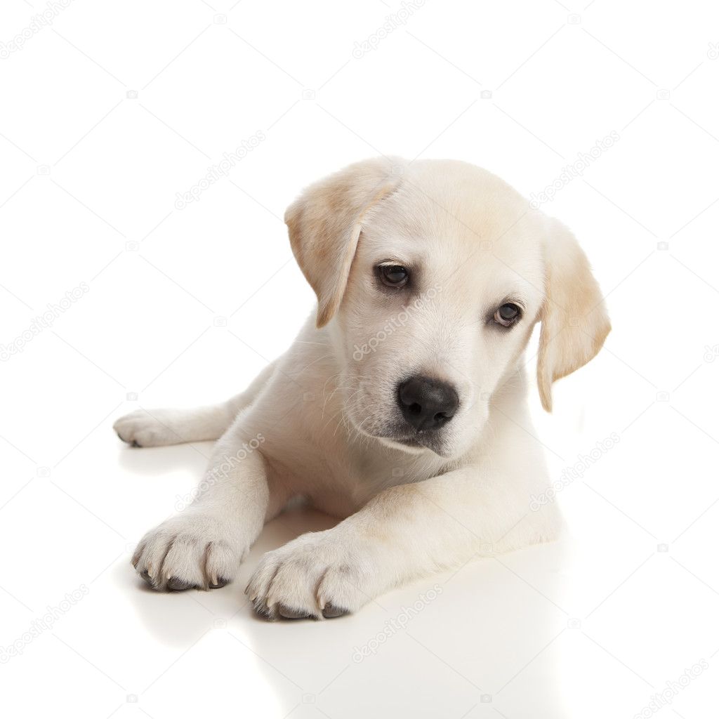 White Baby Labrador