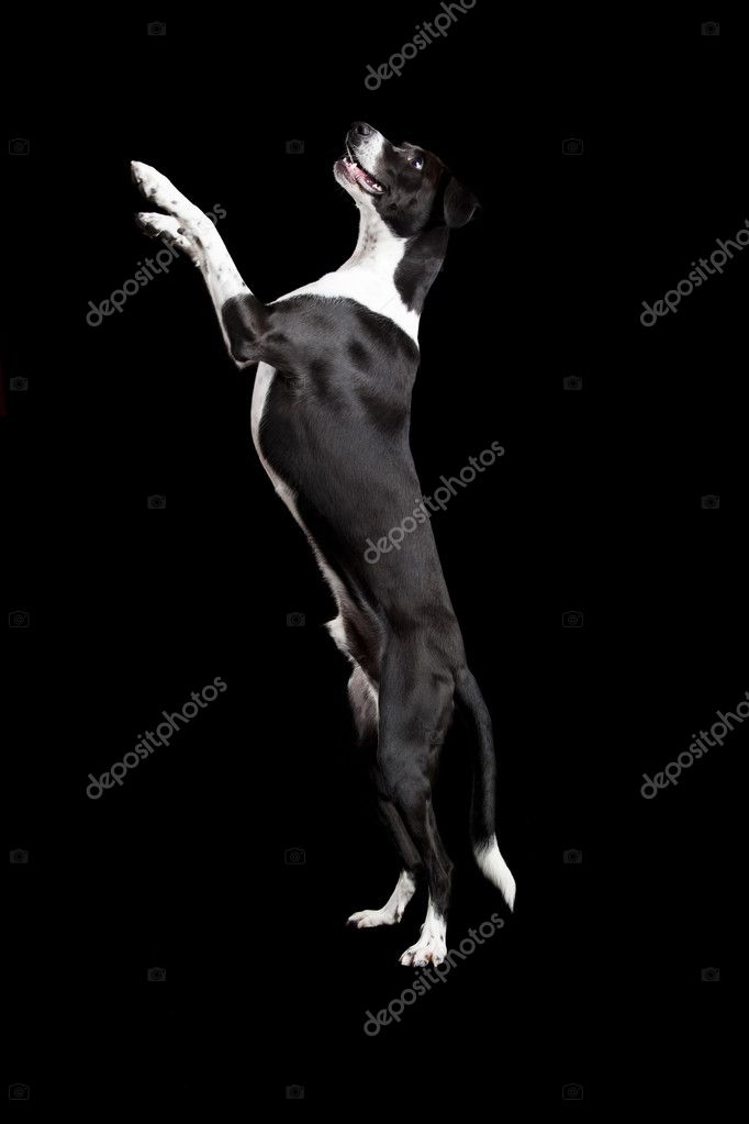 Black Background Dog