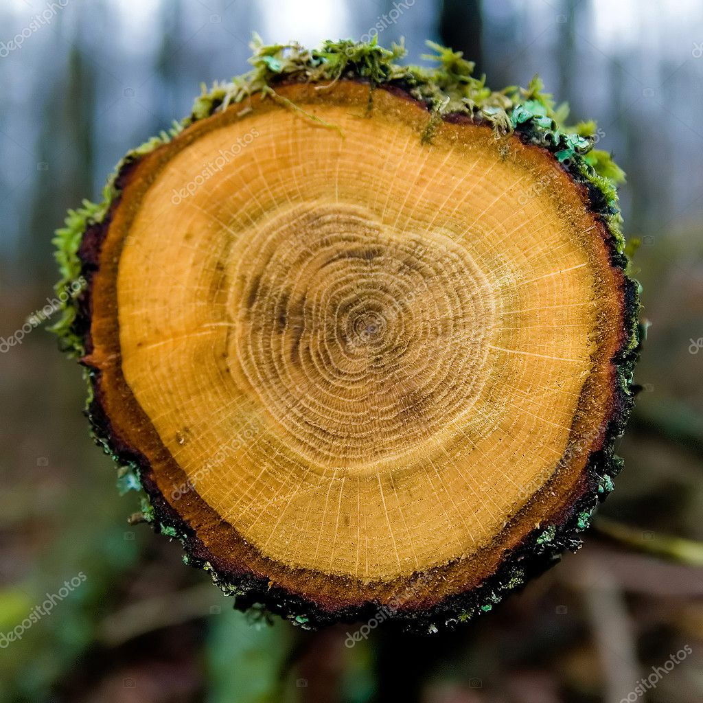 Tree Trunk Rings
