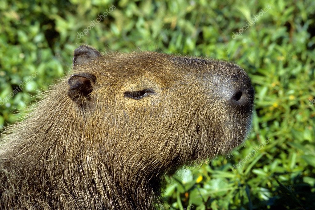 Argentina Capybara