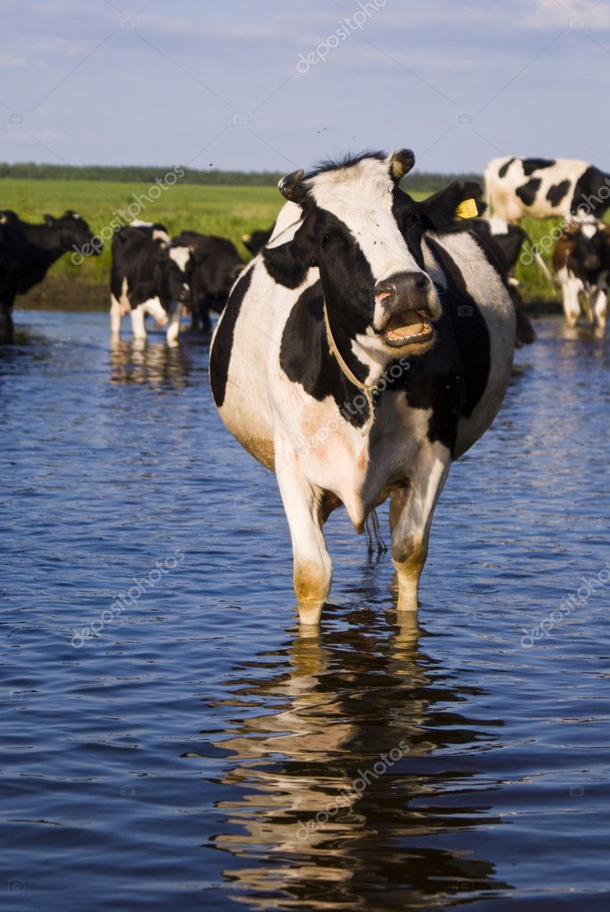 Cow In Water