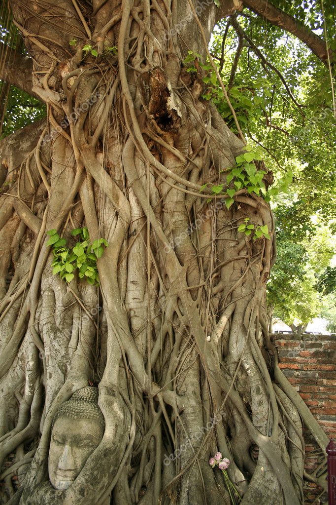Bodhi Trees