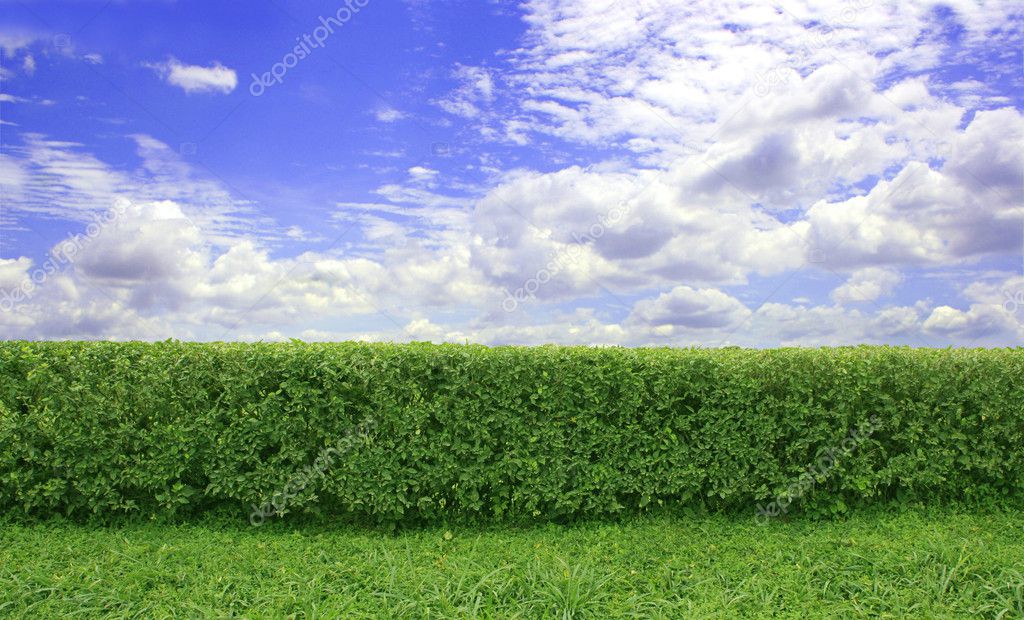Hedge Green