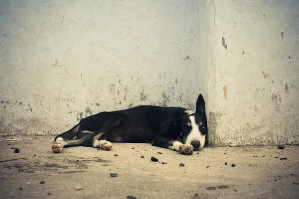 A homeless dog sleeping near by a wall.