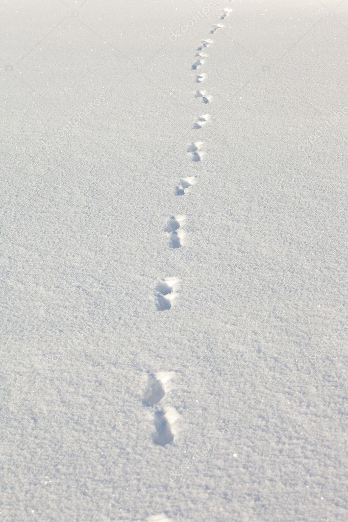 coyote-tracks-in-the-snow-stock-photo-pilens-2835424