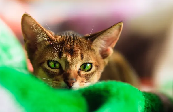 Young Abyssinian cat in action