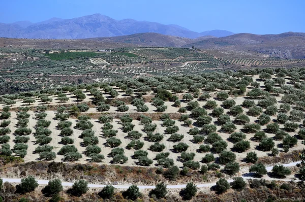 Agriculture in Crete, Greece.