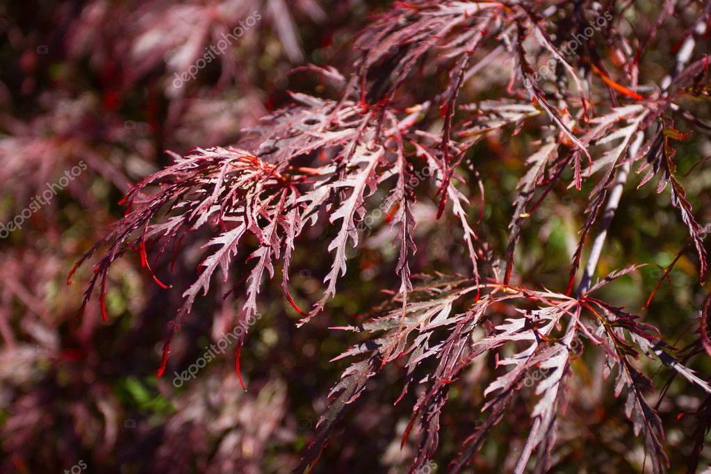 Japanese Red Maple