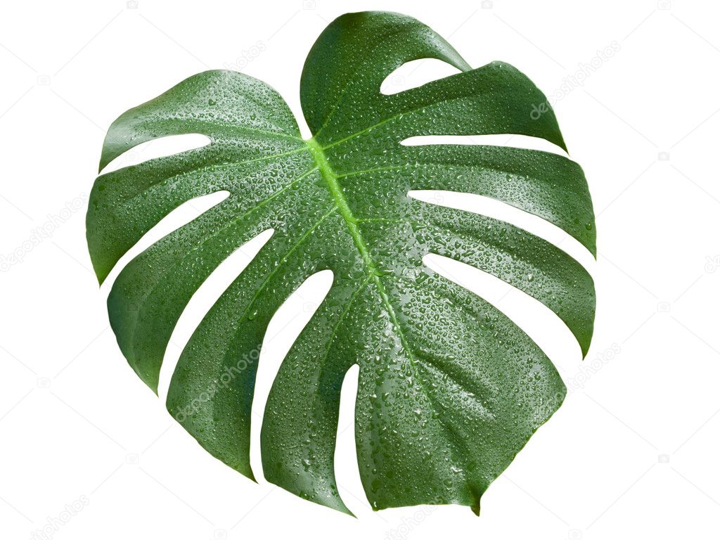 Monstera Blatt mit Wasser Tropfen — Stockfoto © Sheval 3629724