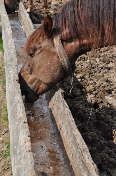 Horse at a feeding trough with salt