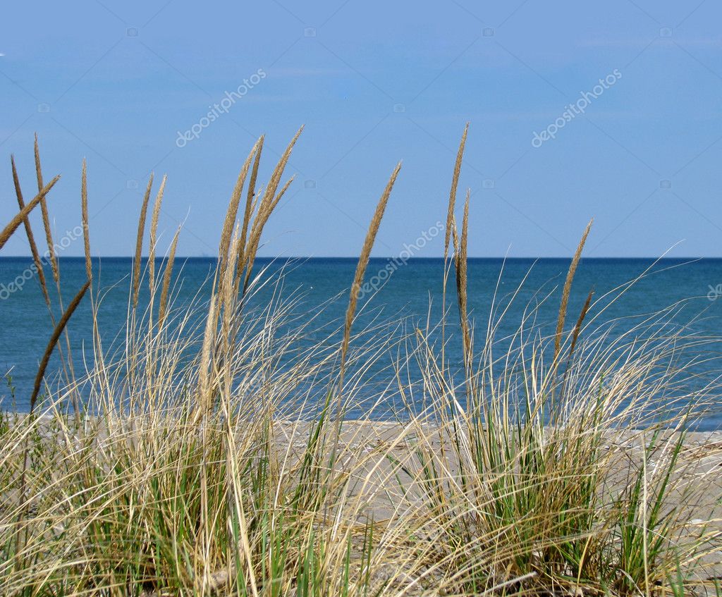 Grass On Beach