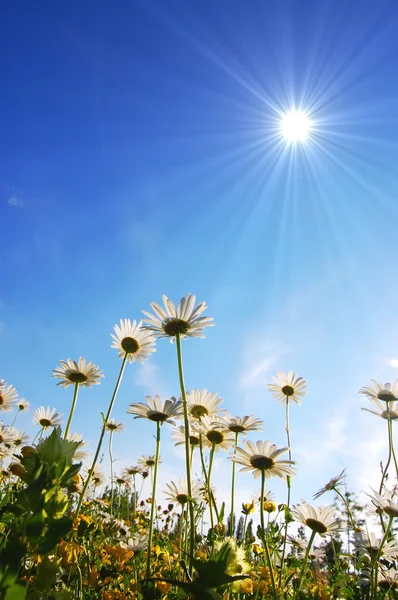 Daisy flower under blue sky