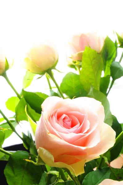 rose flowers pictures free download. Rose flowers