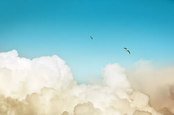 White clouds, blue sky, two birds, nice picture, nice weather with bright — Stock Photo #3495458