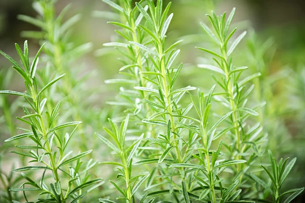 Rosemary herb plants — Stock Photo #4465540