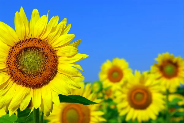 Sunflower field — Stock Photo #4824841