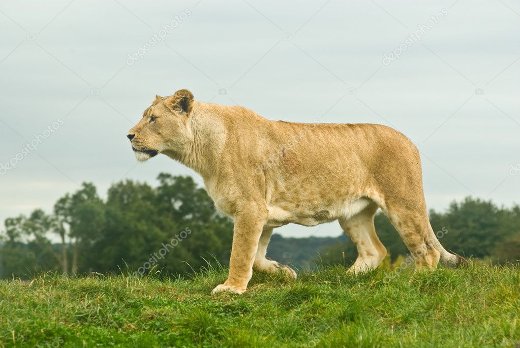 walking lioness