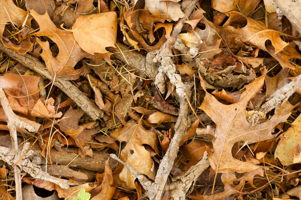 leaves and twigs