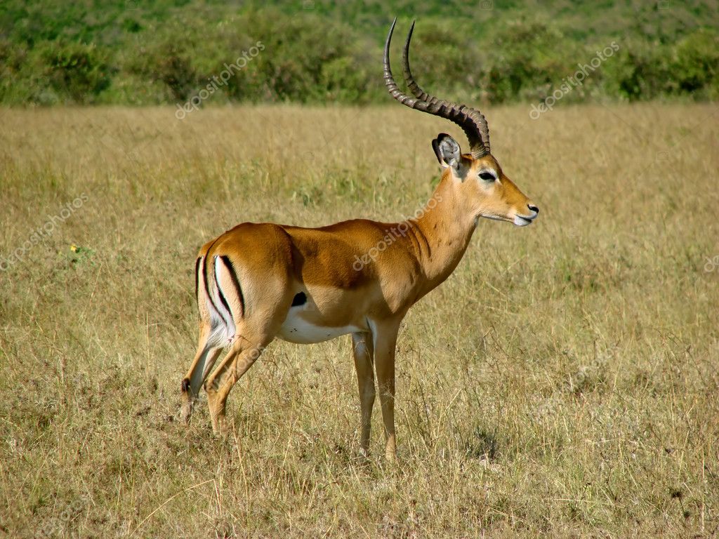 Antilope Rennt Gegen Baum