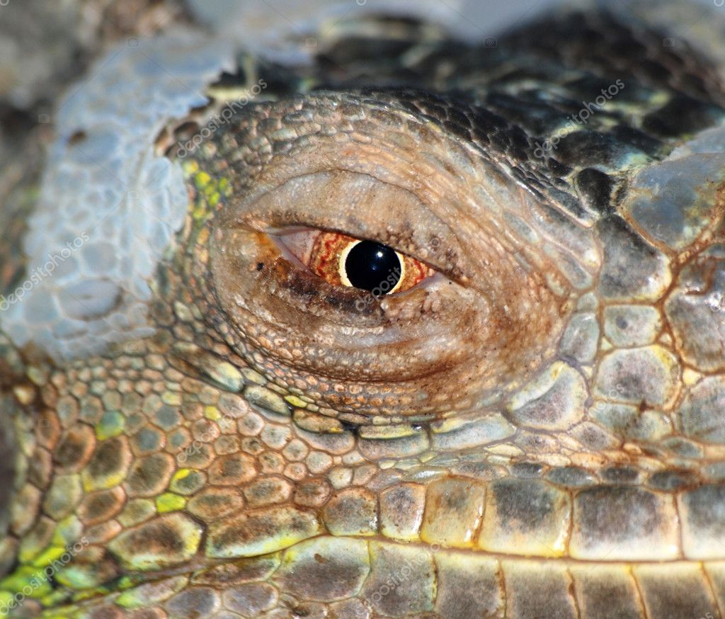 reptile eye texture
