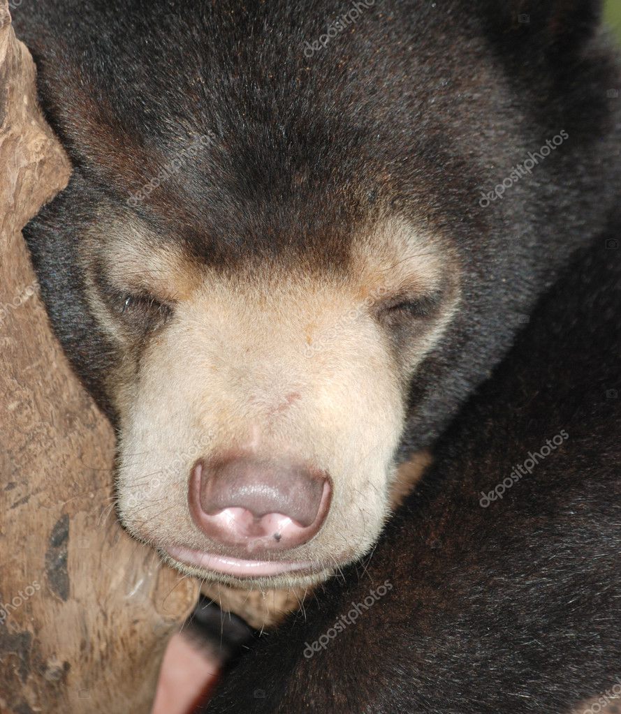 Sleeping Sun Bear