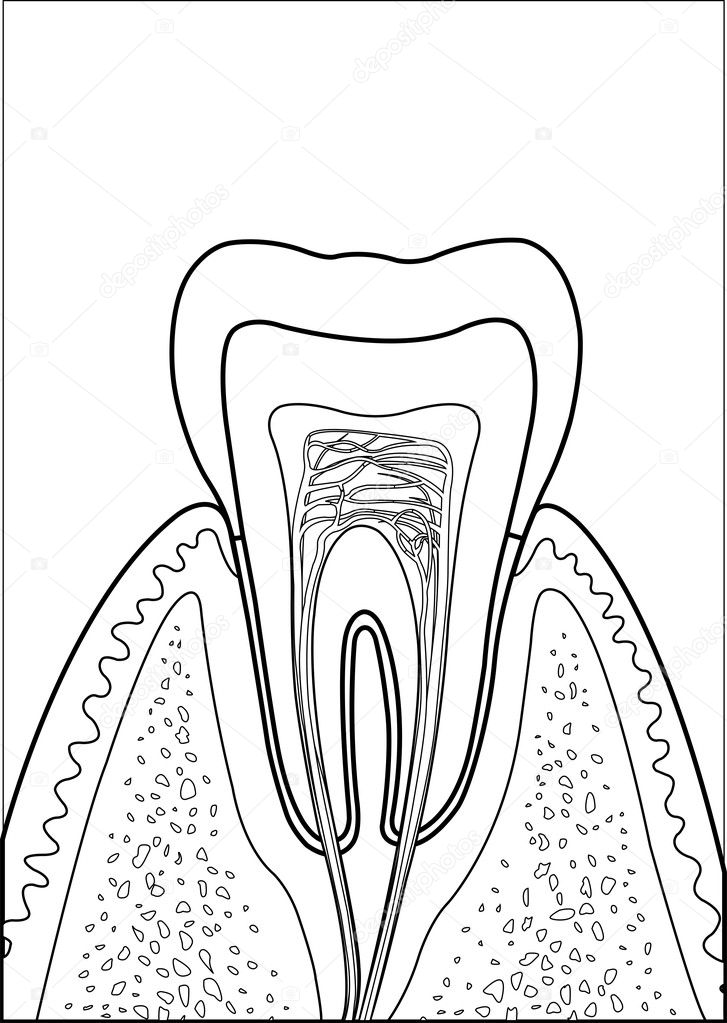 Tooth Contour
