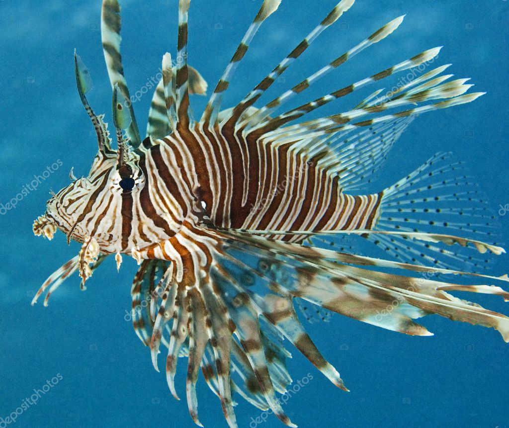Lionfish Description