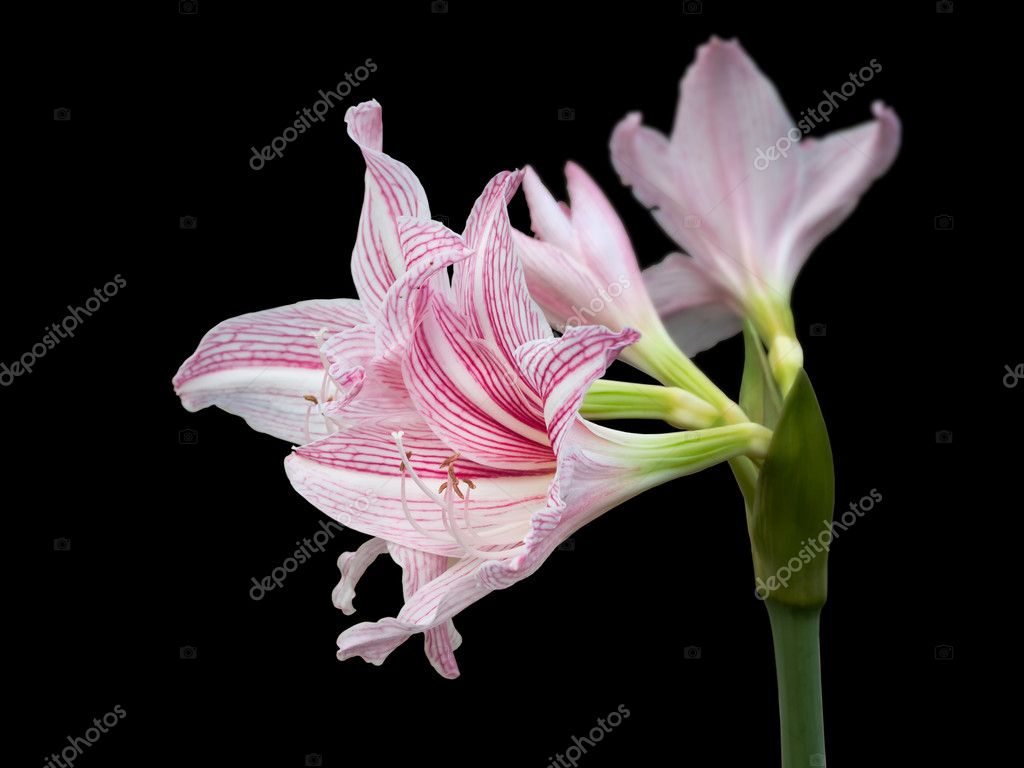 pink star lily