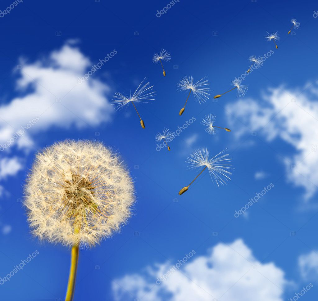 Dandelion Seeds Blowing