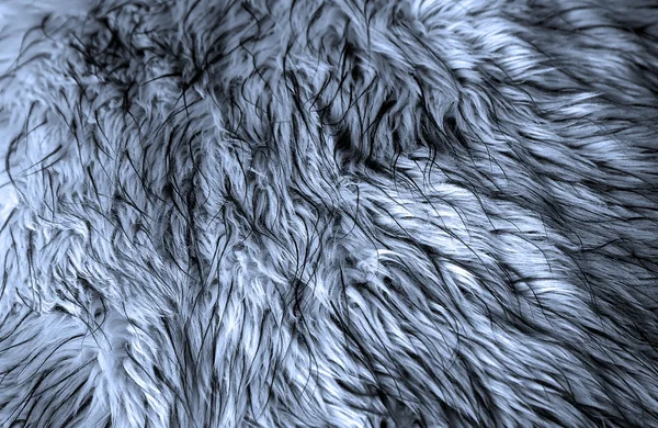 Blue fur