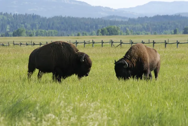 Bisons grazing