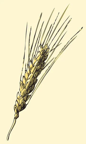 wheat stock