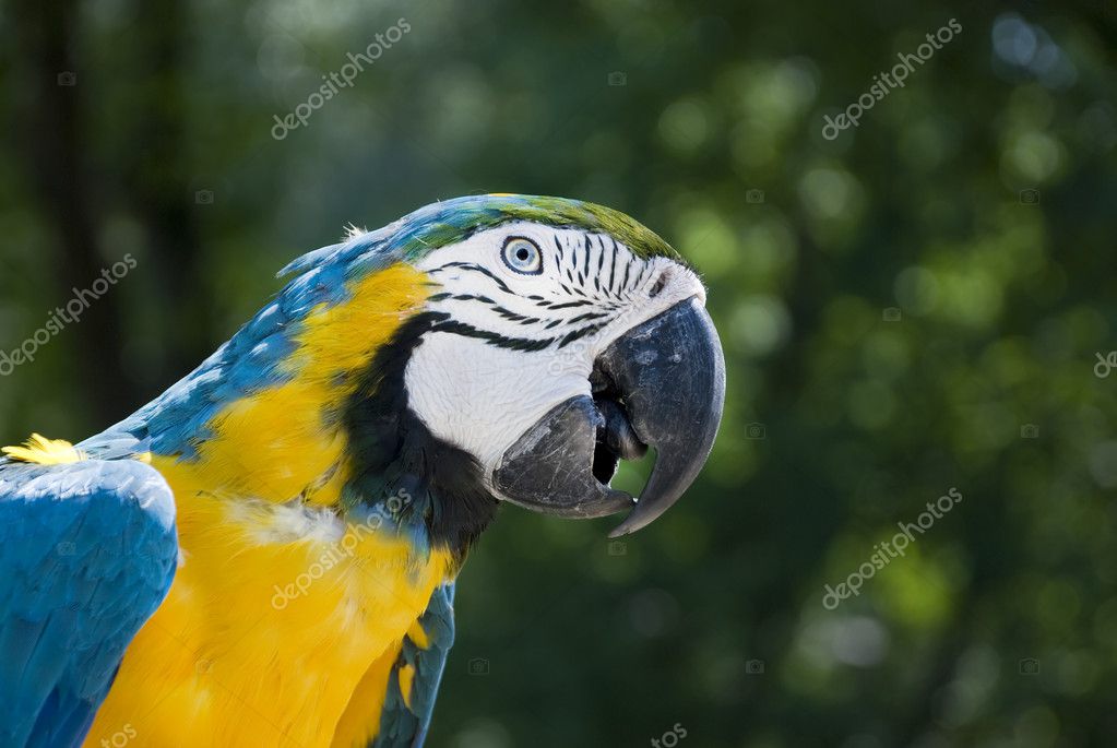 big parrot