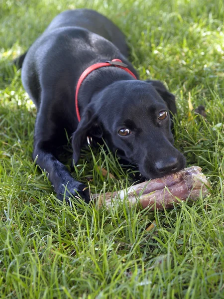 Dog sniffing bone