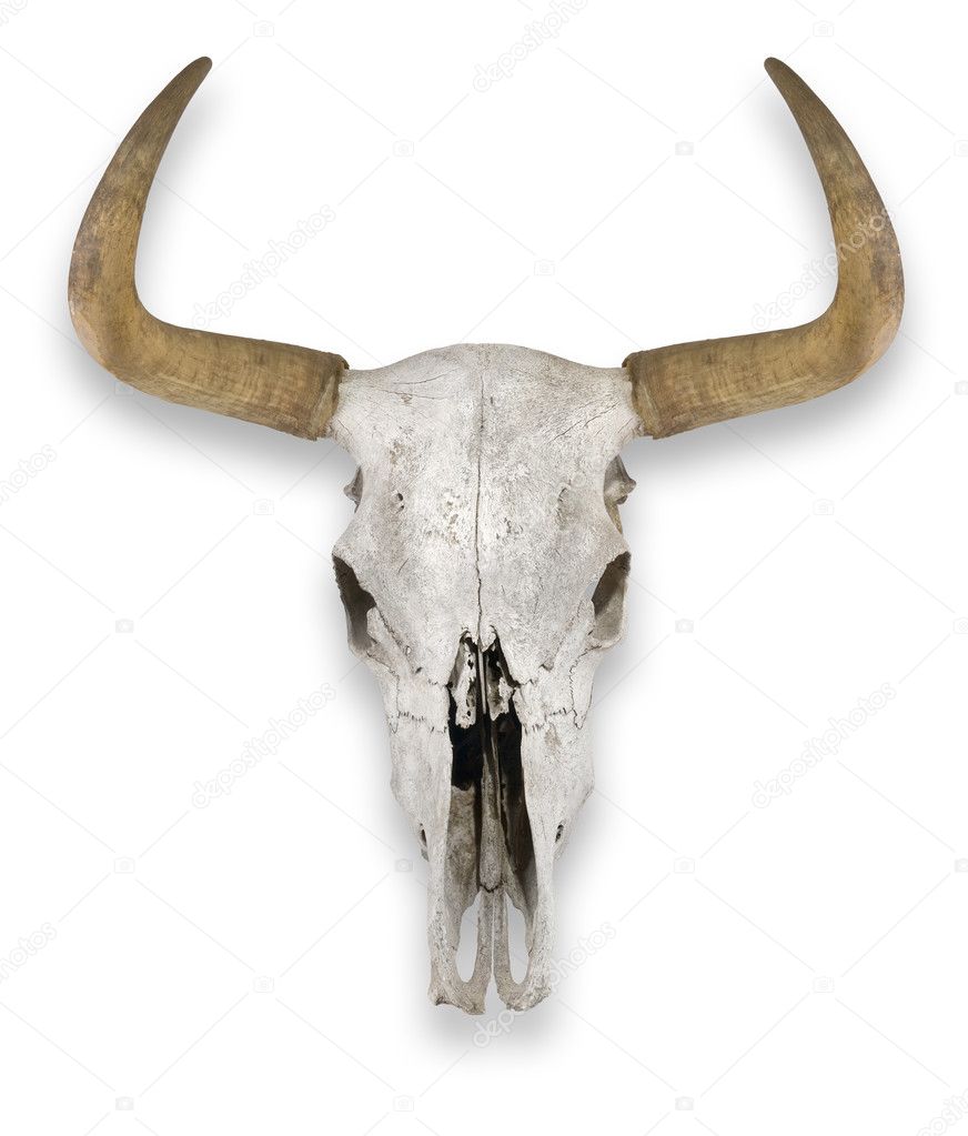 cow skull images