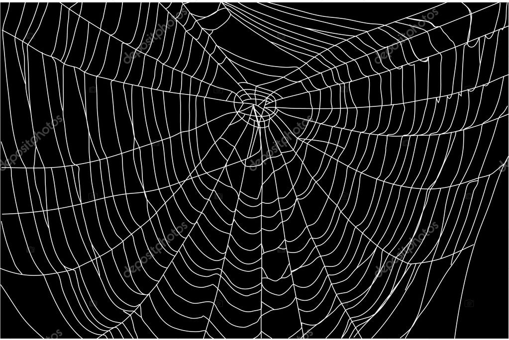 A Spider Web