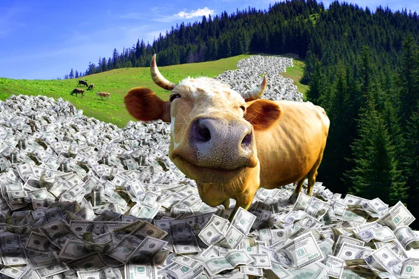 A cow is in a money