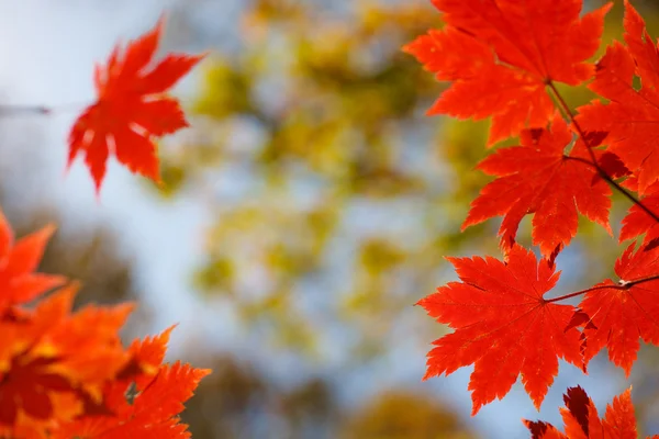 Red maple leaves on background