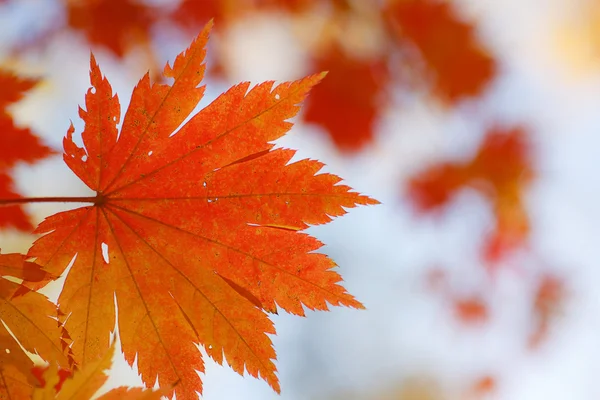 Red maple leaf on blurry background