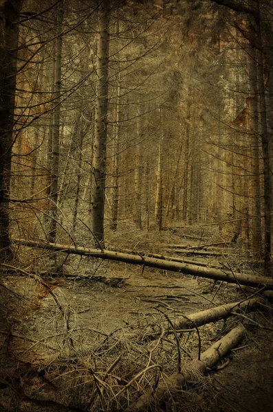 Path into creepy dark fir tree forest