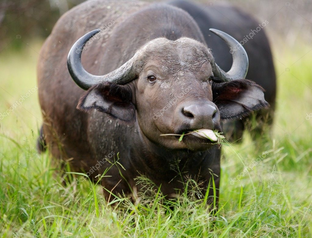African Buffalo Silhouette