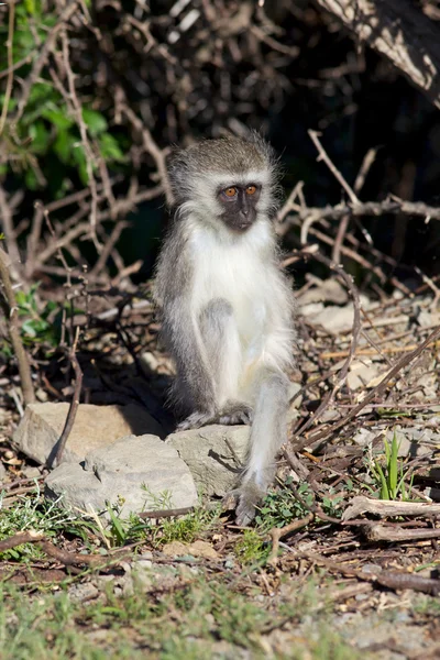 Young Vervet Monkey