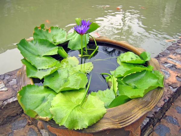 Small pond with small fishes and water exotic flowers