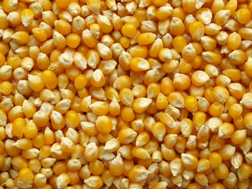 pictures of maize